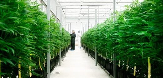 Clever Leaves perdió US$16,1 millones en primer trimestre y acumula un déficit de US$130,8 millones