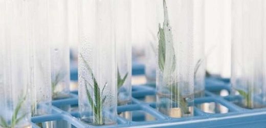 PharmaCielo entra al mercado español con el envío inicial de 300 kilos de aceite de cannabis farmacéutica