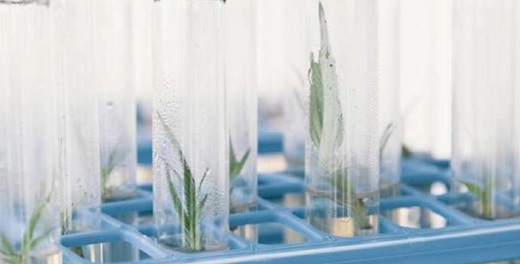 PharmaCielo entra al mercado español con el envío inicial de 300 kilos de aceite de cannabis farmacéutica