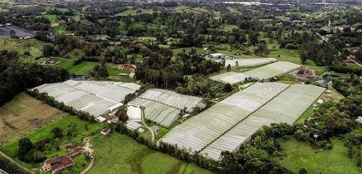 PharmaCielo Ltd. perdió US$2,2 millones en el primer trimestre y acumula un déficit de U$$134 millones