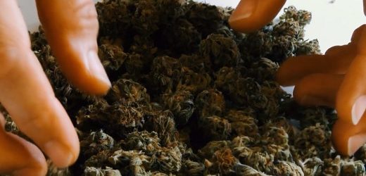 Allied Corp envió 272 kilos flores secas de cannabis desde Colombia a Suiza y luego a Australia