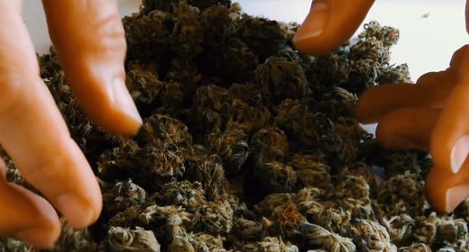 Allied Corp envió 272 kilos flores secas de cannabis desde Colombia a Suiza y luego a Australia