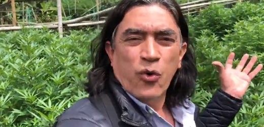 Revive proyecto de Ley para legalizar marihuana recreativa: ente gubernamental regulará el cannabis