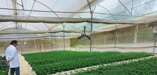 Allied Corp. envió hoy 1.728 kilos de flor de cannabis comercial cultivada en Colombia a Suiza