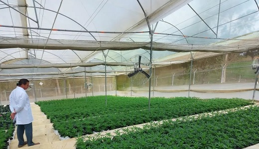 Allied Corp. envió hoy 1.728 kilos de flor de cannabis comercial cultivada en Colombia a Suiza