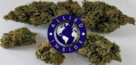 Allied hizo el envío internacional de cannabis más grande del mundo, desde Colombia: 3.425 kilos