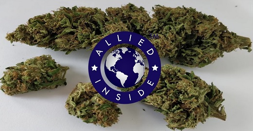 Allied hizo el envío internacional de cannabis más grande del mundo, desde Colombia: 3.425 kilos