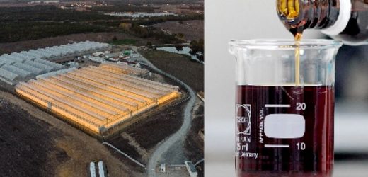 Pérdidas de Clever Leaves en segundo trimestre disminuyeron a US$1,0 millón (pero acumuladas suman US$131 millones) y ventas crecieron 27%