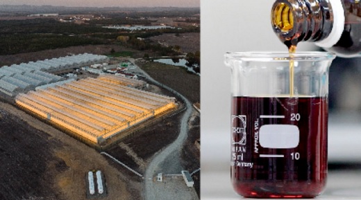 Pérdidas de Clever Leaves en segundo trimestre disminuyeron a US$1,0 millón (pero acumuladas suman US$131 millones) y ventas crecieron 27%