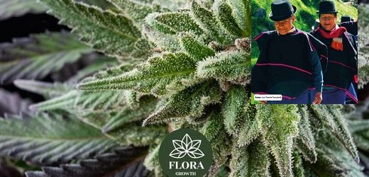 Empresa conjunta de cannabis entre tribu indígena misak o guambiana del Cauca con Flora Growth Corp.