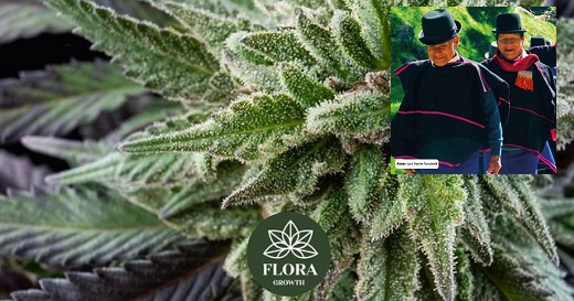 Empresa conjunta de cannabis entre tribu indígena misak o guambiana del Cauca con Flora Growth Corp.