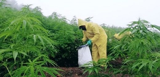 Flora Growth exportó flores secas de cannabis a Suiza y la República Checa y primer aislado de CBD a E.U.