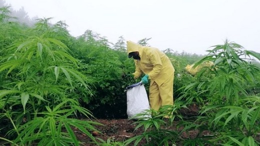 Flora Growth exportó flores secas de cannabis a Suiza y la República Checa y primer aislado de CBD a E.U.