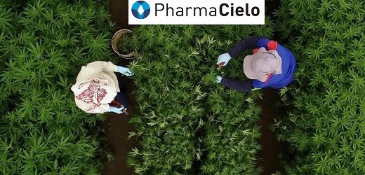 PharmaCielo con cuota de producción de cinco toneladas de flor de cannabis seca predominante en THC
