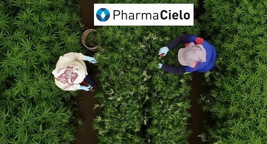 PharmaCielo con cuota de producción de cinco toneladas de flor de cannabis seca predominante en THC