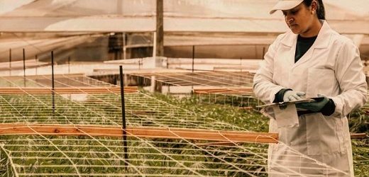 PharmaCielo realizó su primer envío de flores secas de cannabis de grado medicinal a la Unión Europea    