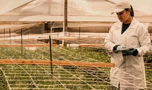 PharmaCielo realizó su primer envío de flores secas de cannabis de grado medicinal a la Unión Europea    