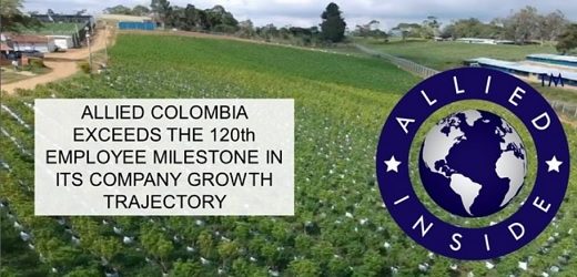 Allied finalizó las primeras cosechas de flores de THC para vender y exportar desde Colombia
