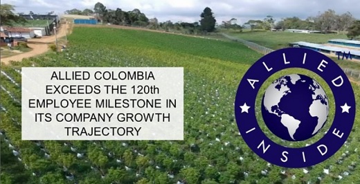Allied finalizó las primeras cosechas de flores de THC para vender y exportar desde Colombia