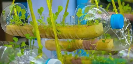 Scotiabank premió a laboratorio de alimentos de la Ean y a proyecto de aguacate sostenible de Colombia