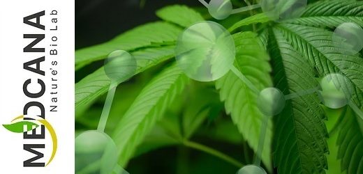 El costo de cultivar cannabis en Colombia es 60 veces menor que en Canadá y 30 veces menor que en E.U.