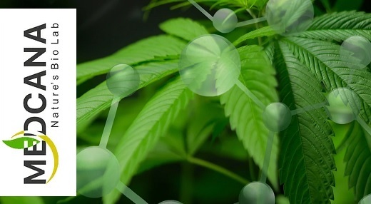 El costo de cultivar cannabis en Colombia es 60 veces menor que en Canadá y 30 veces menor que en E.U.