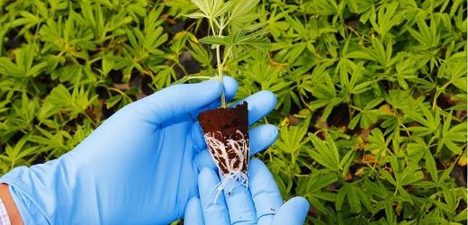 PharmaCielo Ltd perdió US$3,7 millones en el tercer trimestre 2022 y acumula déficit de US$131,1 millones