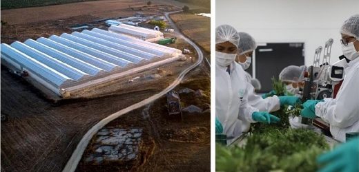 US$37 millones perdió Clever Leaves, facturó US$13,1 millones y acumula déficit de US$152 millones