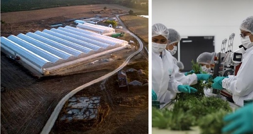US$37 millones perdió Clever Leaves, facturó US$13,1 millones y acumula déficit de US$152 millones
