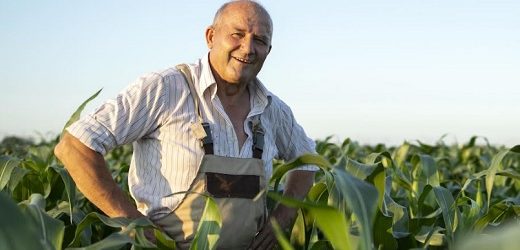 En 2023, Alimentos Polar Colombia prevé incrementar un 25% la compra de maíz nacional