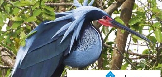 BID Invest y FinDev Canada concretaron préstamos a Banco de Occidente por $463.000 millones para aumentar carteras verde y azul