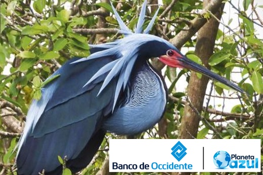 BID Invest y FinDev Canada concretaron préstamos a Banco de Occidente por $463.000 millones para aumentar carteras verde y azul