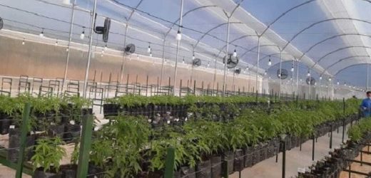 Flora Growth Corp vendió casi 1.000 kilos de cannabis seco y derivados a Europa y E.U. en cuarto trimestre de 2022