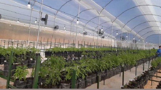 Flora Growth Corp vendió casi 1.000 kilos de cannabis seco y derivados a Europa y E.U. en cuarto trimestre de 2022