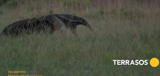 BID eligió iniciativas de tokens digitales para la biodiversidad de Colombia, Perú, Ecuador y Trinidad y Tobago para optar a apoyo financiero
