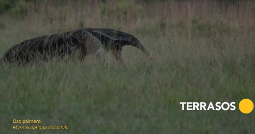 BID eligió iniciativas de tokens digitales para la biodiversidad de Colombia, Perú, Ecuador y Trinidad y Tobago para optar a apoyo financiero