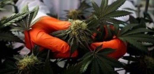 Exportaciones colombianas de cannabis crecieron un 89,1% a US$9,6 millones en 2022 en comparación con el año anterior