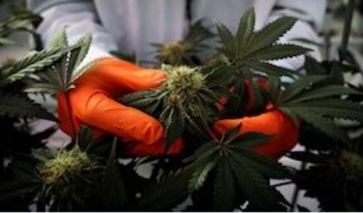 Exportaciones colombianas de cannabis crecieron un 89,1% a US$9,6 millones en 2022 en comparación con el año anterior