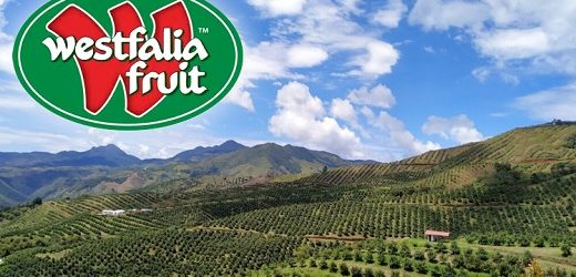 Sudafricano Westfalia Fruit levantará US$300 millones para expandir su negocio de aguacates, entre otros, en Colombia