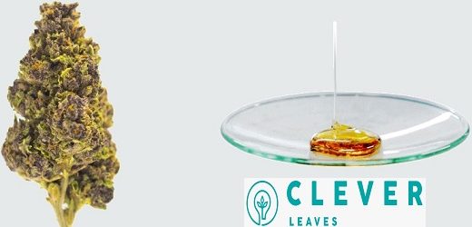 Pérdidas acumuladas de Clever Leaves aumentaron desde US$114,74 millones en 2021 a US$180,9 millones en 2022