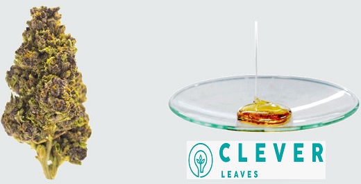 Pérdidas acumuladas de Clever Leaves aumentaron desde US$114,74 millones en 2021 a US$180,9 millones en 2022