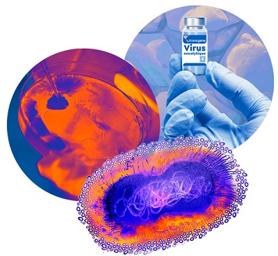Transgene