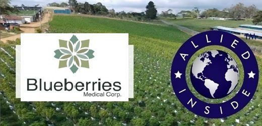 Siguen reacomodamientos: Allied y Blueberries Medical se alían para producir derivados de cannabis psicoactivos y no psicoactivos