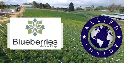Siguen reacomodamientos: Allied y Blueberries Medical se alían para producir derivados de cannabis psicoactivos y no psicoactivos