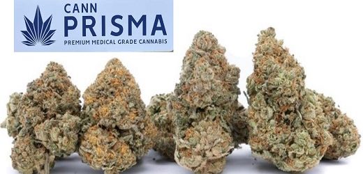 PharmaCielo también le apuesta al cannabis premium: se alía con portuguesa Cannprisma para enviarle flores secas con THC dominante