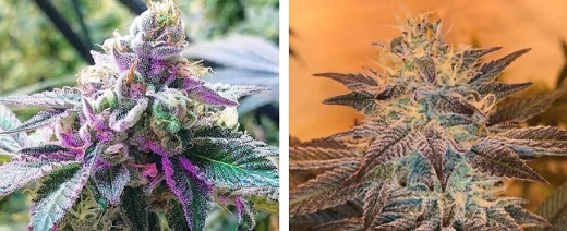 Clever Leaves