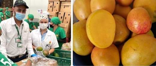 39 predios habilitados por el ICA, podrán exportar 200 toneladas de mango colombiano a Estados Unidos y Europa