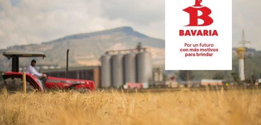 Bavaria busca 300 agricultores de cebada de Boyacá y Cundinamarca para incluir en su proceso cervecero