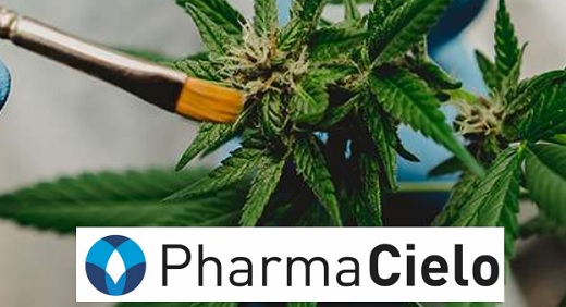 PharmaCielo redujo a una tercera parte su nómina, apenas vendió US$700 mil en cannabis el primer semestre y perdió otros US$5.5 millones