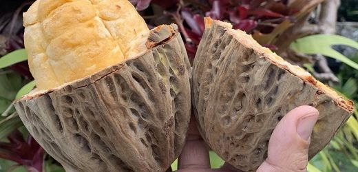 $172.000 millones del IFC para cultivos de cacao en Colombia promovidos por Bacao (del fabricante de chocolatinas Snickers y Milky Way)